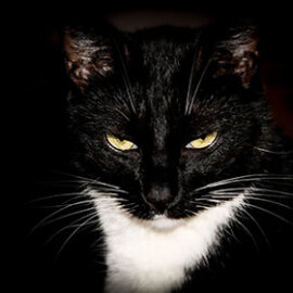 Black tuxedo cat.