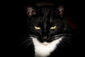 Black tuxedo cat.