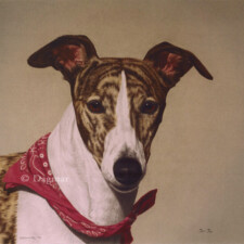 Italian Greyhound dog.