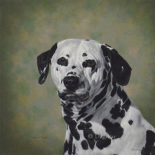 Dalmation dog.