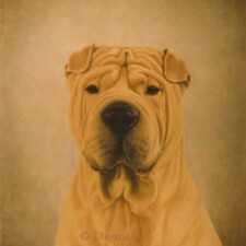 Shar Pei dog.