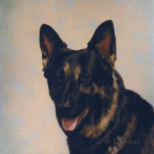 Black German Shepherd dog.