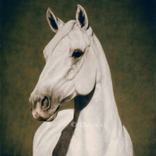 Lipizzan horse head.