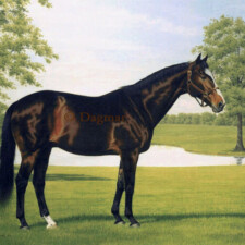 Standing horse in landscape.