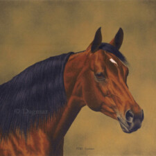 Arabian horse head.