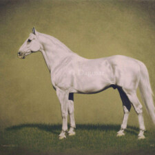 Lipizzan stallion on plain background.