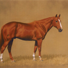 Standing horse on plain background.