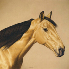 Buckskin color horse head.