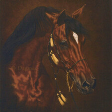 Tuhotmos Arabian horse head.